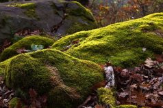 Yapay Zeka ve Dijital Sanat Üretim Araçları