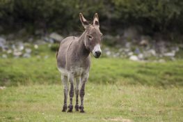 Rüyada eşek görmek