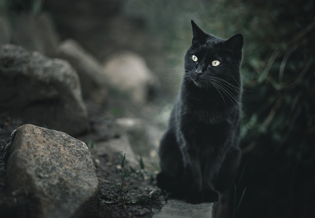 Rüyada kara kedi görmek anlamı