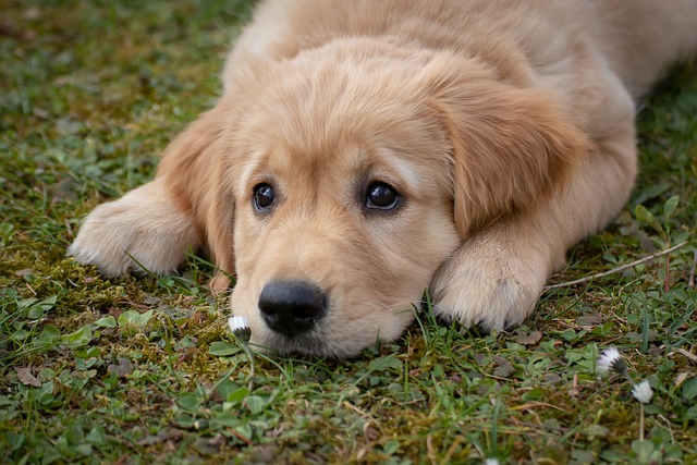 Rüyada köpek görmek rüya tabiri