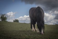 Rüyada otobüse binmek
