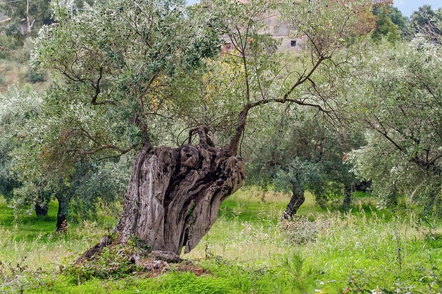 Rüyada zeytin görmek neyi anlatır?